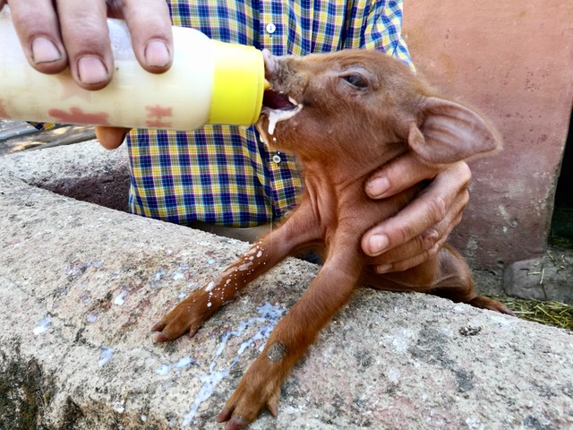 Juan is always willing to be a surrogate mum for his piglets. Photo © Karethe Linaae